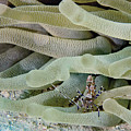 Squat Anemone Shrimp