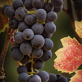 Pinot Grapes with Fall Color